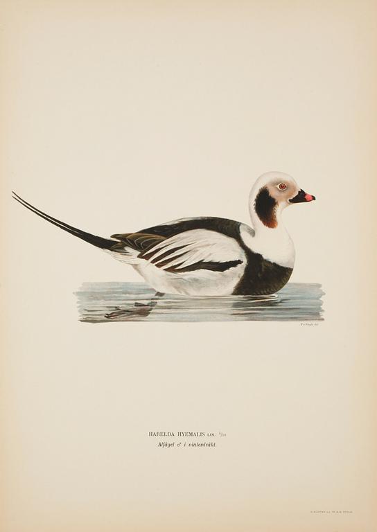 LITOGRAFISKA TRYCK, 50 st, ur M och W von Wrights "Svenska fåglar", A. Börtzells, Stockholm, 1900-talets första hälft.