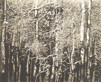 Roj Friberg, Björkskog.