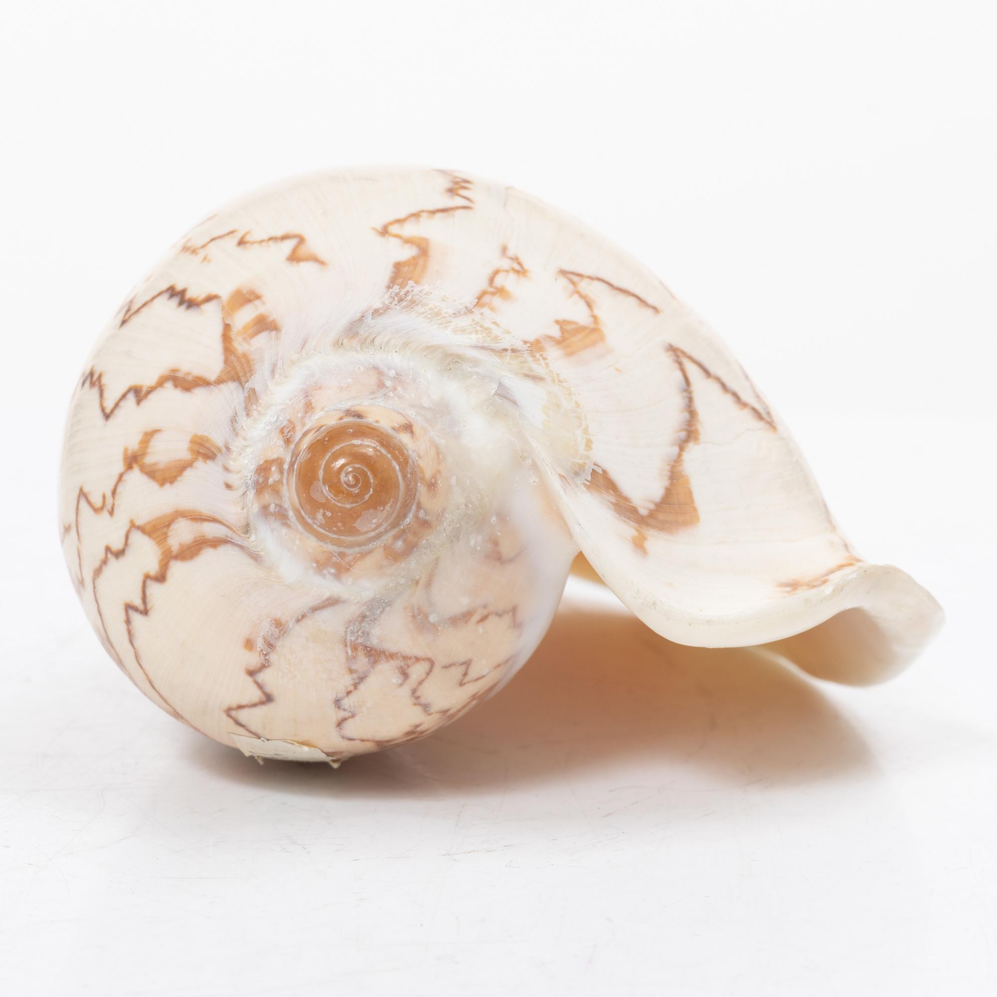 Firma Svenskt Tenn, shells 4 pcs, including one Nautilus shell with a brass mount.