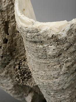 MUSSLA, fossil.
