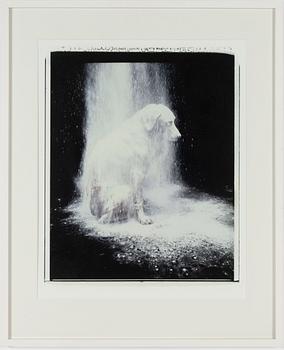 William Wegman, "Dusted", 1988.