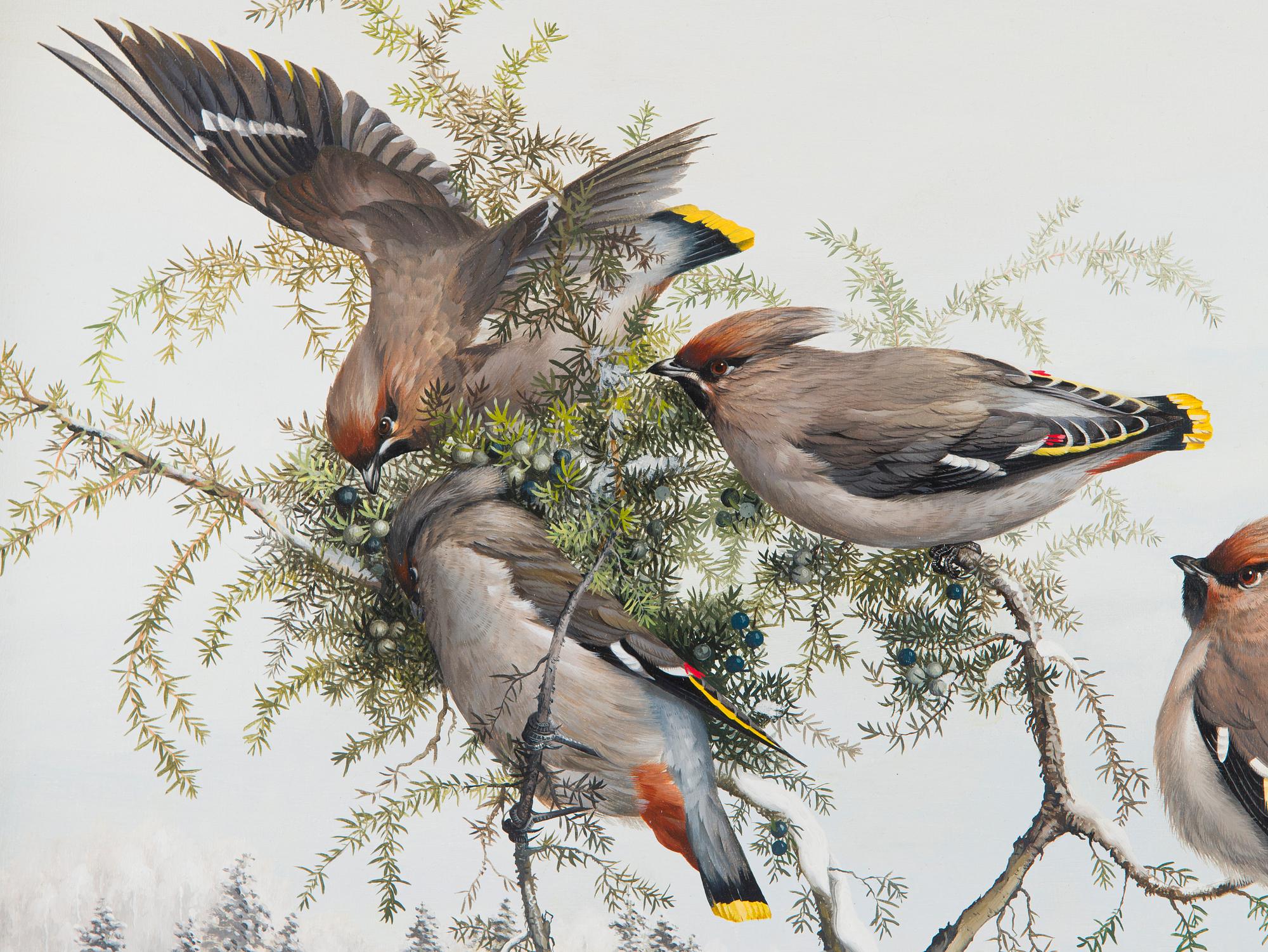 Teppo Terä, Bohemian Waxwings.