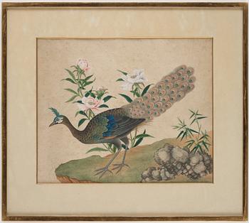 Two ornitological paintings, chinese school, Qing dynasty, circa 1800.