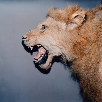 527. Andrei Lajunen, "STUFFED LION".