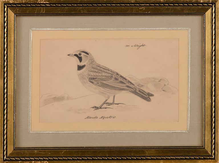 MAGNUS VON WRIGHT, drawing, signed.