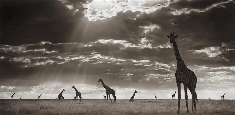 Nick Brandt, "Giraffes in evening light, Masai Mara, 2006".