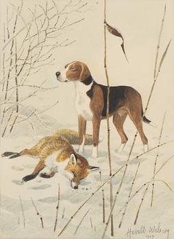 Harald Wiberg, Beagle and Fox.