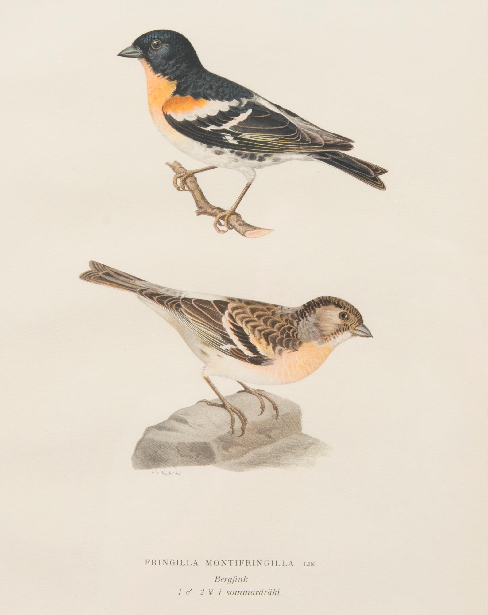 LITOGRAFIER, 4 st, efter Wilhelm och Magnus von Wright, A. Börtzell, Stockholm.