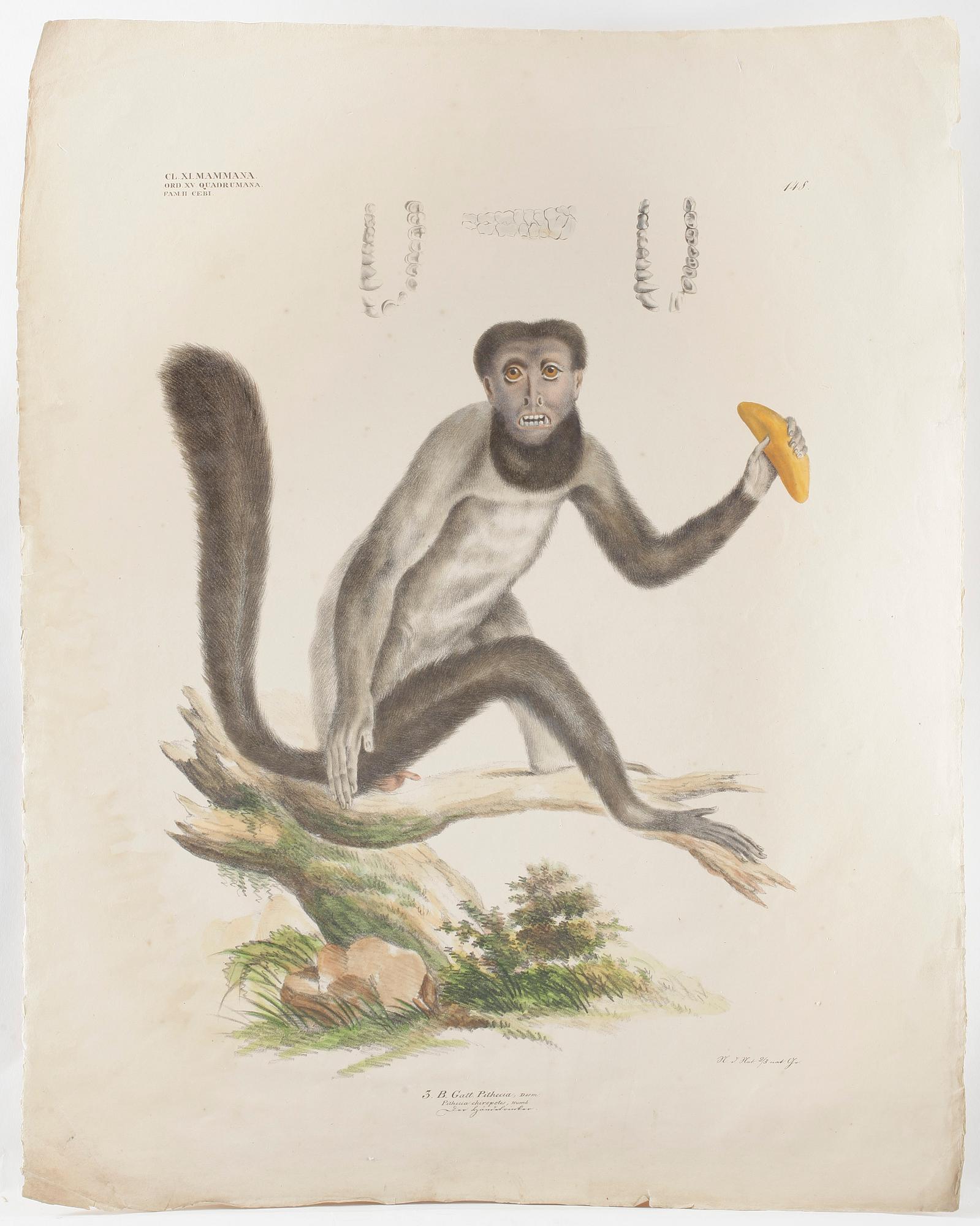 KOLORERADE LITOGRAFIER, 2 st, apor, 1800-talets första hälft.