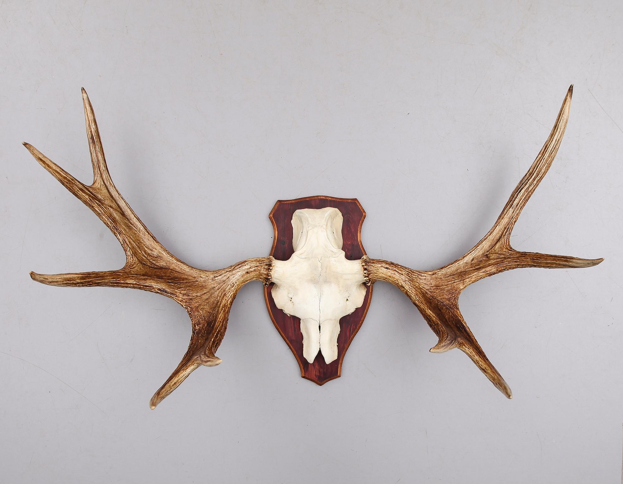 JAKTTROFÉ, 1900-tal.