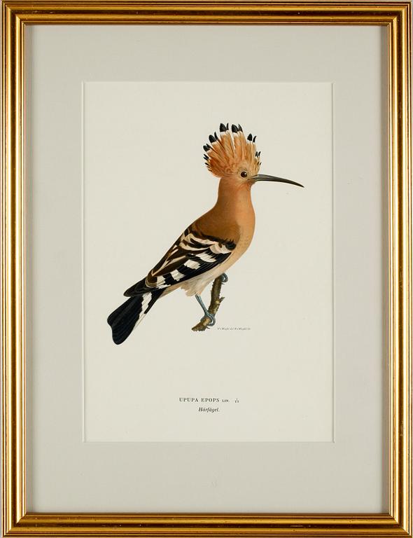 MAGNUS VON WRIGHT, litografiska tryck 4 st,