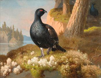 24. Ferdinand von Wright, BLACK GROUSES.