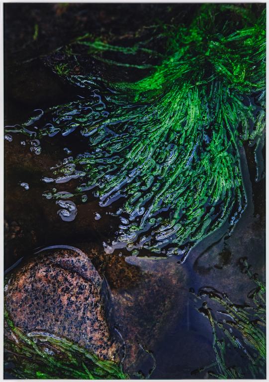 Lena Koller, "Tång", 2013.