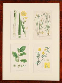 GRAFISKA TRYCK, 8 st, "Nordens flora", C.A.M Lindman, A. Börtzells, Stockholm, 1900-talets första hälft.