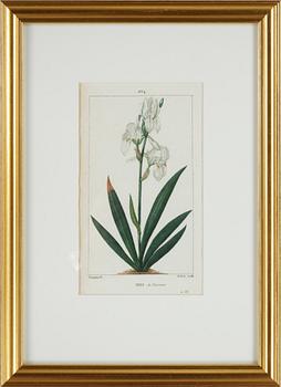 HANDKOLORERADE GRAVYRER, 6 st ur "Flore Médicale" av P.J.F.Turpin mfl, Paris 1814-1818.