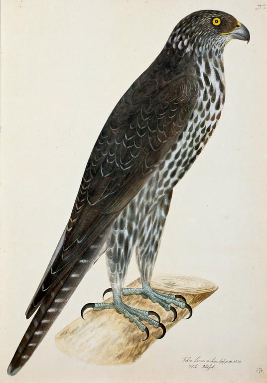 OLOF RUDBECK DY, portfölj med grafiska tryck.