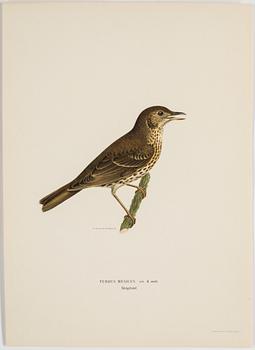 A set of 252 "Svenska fåglar" posters by M o W von Wright, Ivar Baarsens publishings, Stockholm.