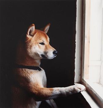 Peter de Ru, "Shiba (Japansk spets)", 2004.