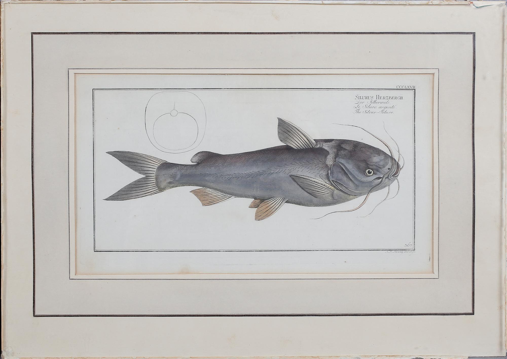 KOPPARSTICK, 2 st, kolorerade, 1800-tal.