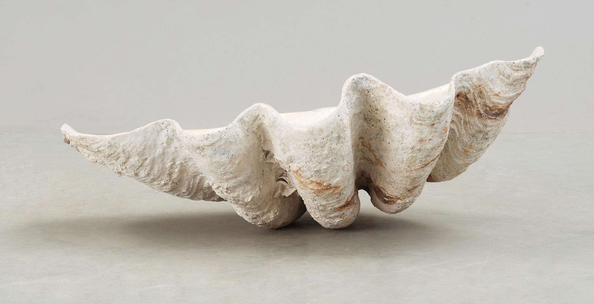 MUSSLA, fossil.