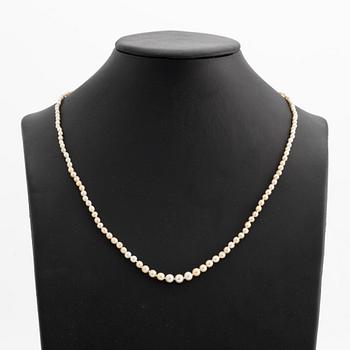 Pärlcollier, med doserade pärlor, lås guld med två gammalslipade diamanter och rubin.