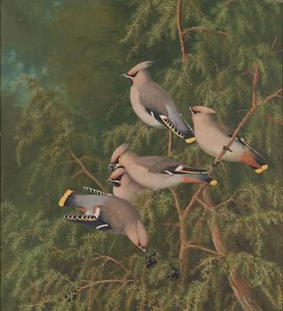 Matti Karppanen, Waxwings.