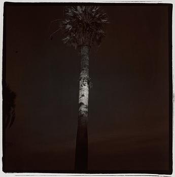 244. Richard Misrach, "Palm tree # 12", 1977.