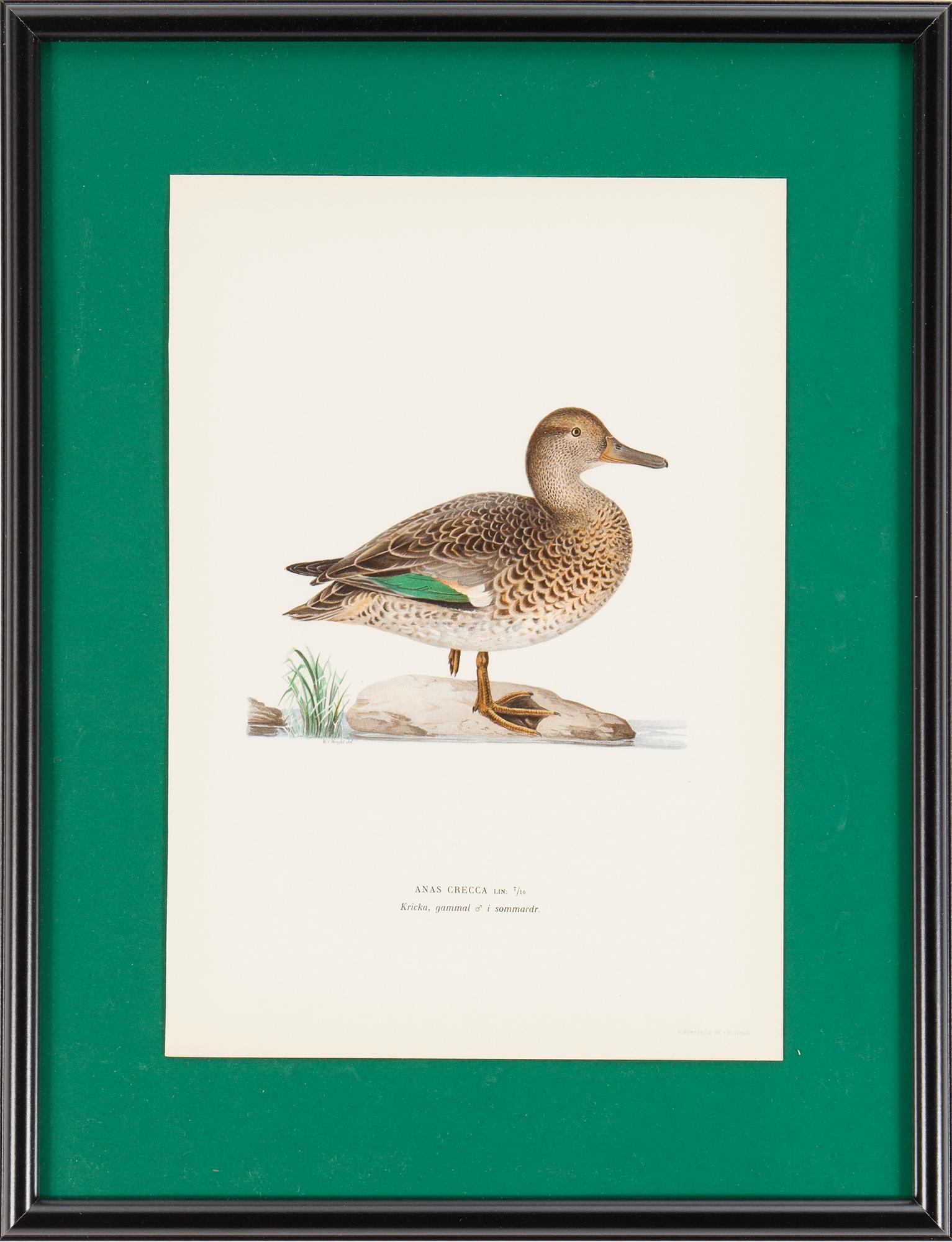 LITOGRAFISKA TRYCK, 6 st, ur M och W von Wrights "Svenska fåglar", A. Börtzells, Stockholm, 1917-29.