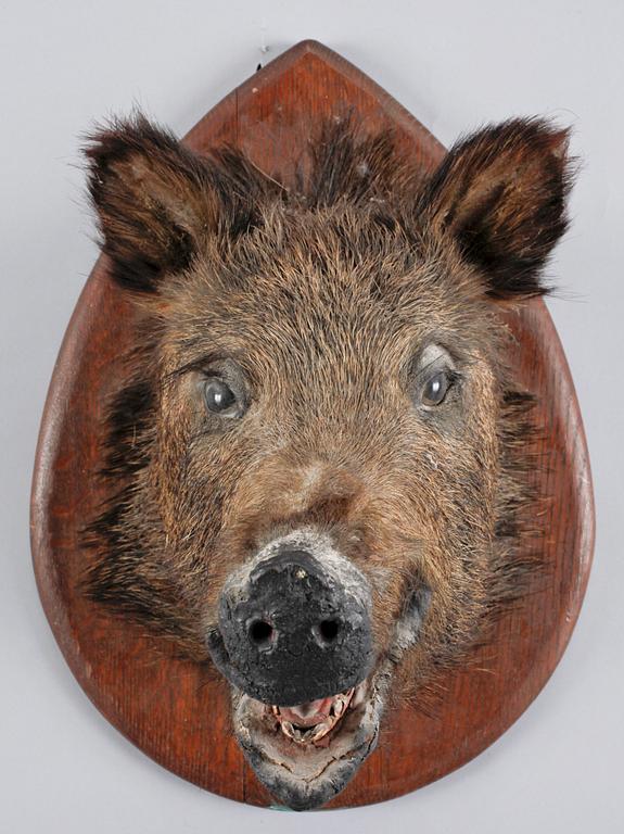 VILDSVINSTROFÉ, 1900-tal.