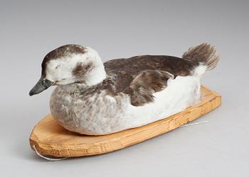 VETTE, uppstoppad andfågel, 1900-tal.