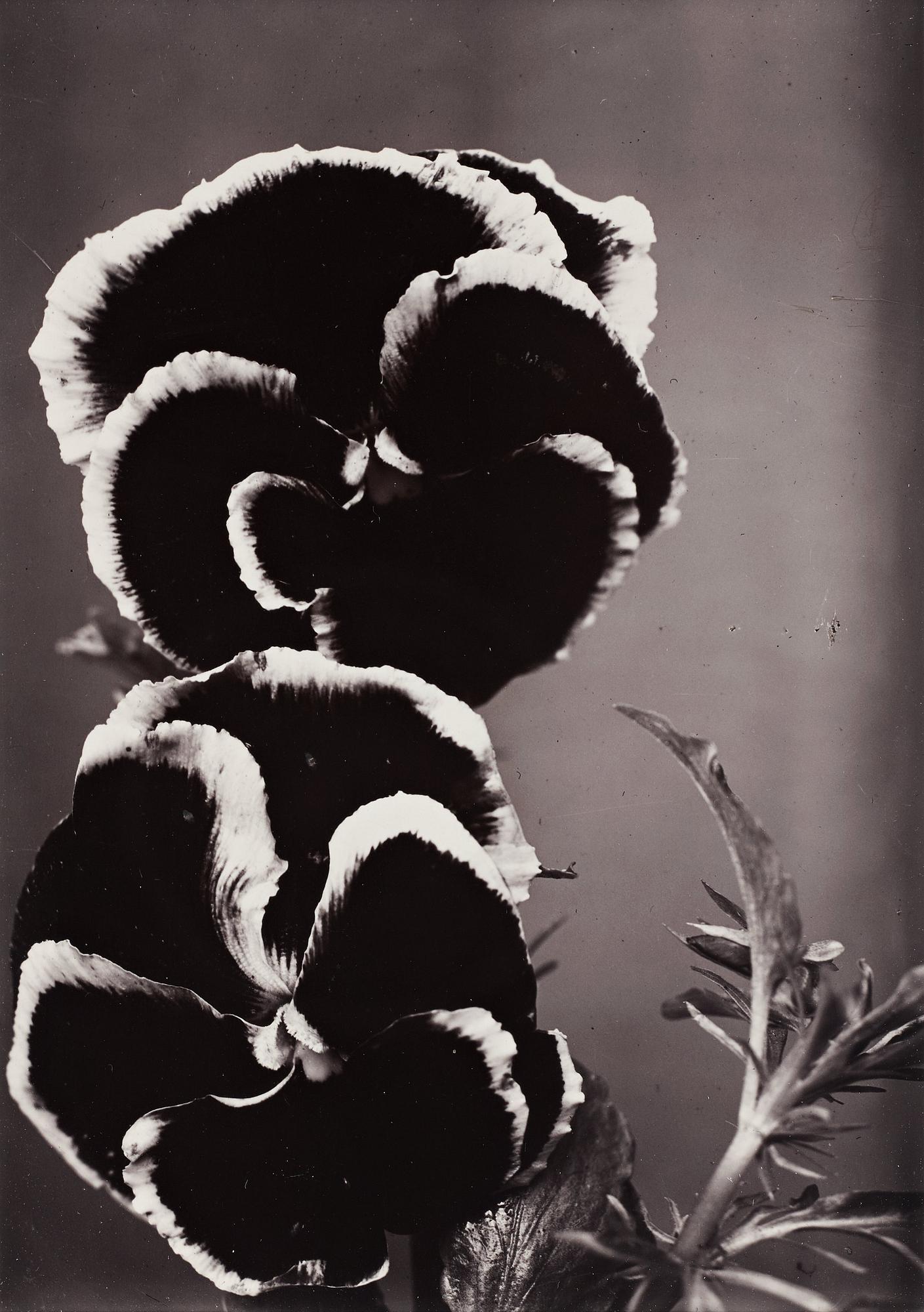 Charles Jones, "Seeding Pansies", 1900-1902.