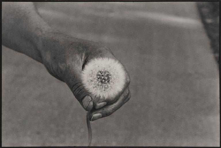 Cecilia Edefalk, "Dandelion", 2014.