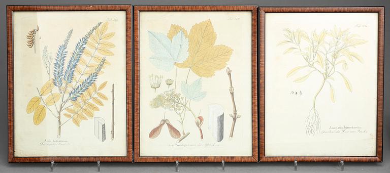 GRAVYRER, 10st, Botaniska planscher, 1700-tal/1800-talets första hälft.