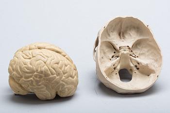 ANATOMISK MODELL, huvud. Plast.