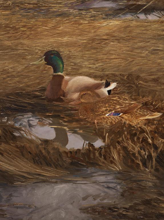 Bruno Liljefors, Mallards in the reeds.