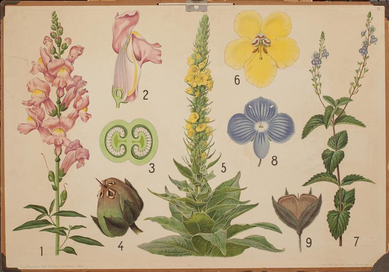 SKOLPLANSCHER, 4 st. 1900-tal.