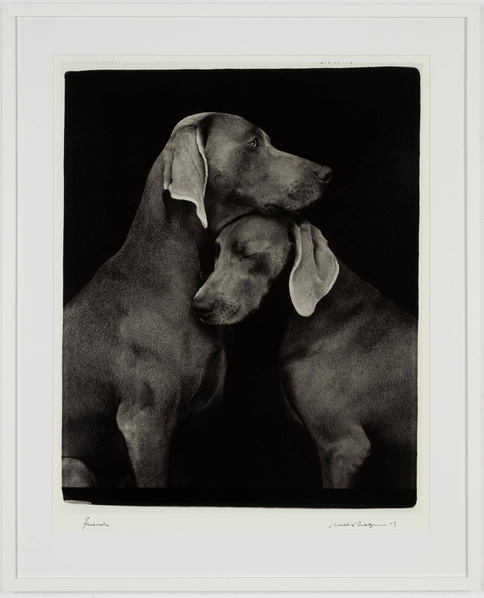 William Wegman, archival pigment print, 2009, signerat. Numrerat 395/1500 a tergo.