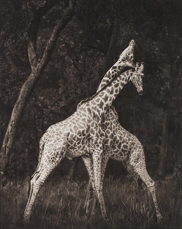 Nick Brandt, "Giraffes Battling in Forest, Masai Mara", 2008.