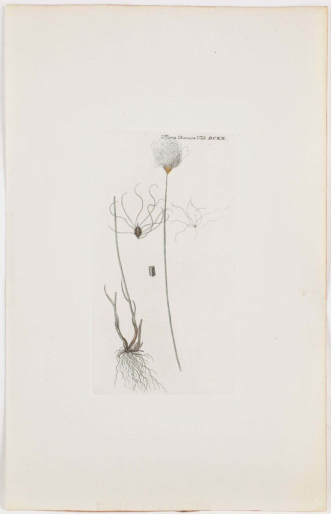 GRAVYRER, 10 st, kolorerade, ur bok om Flora Danica, 1800-tal.