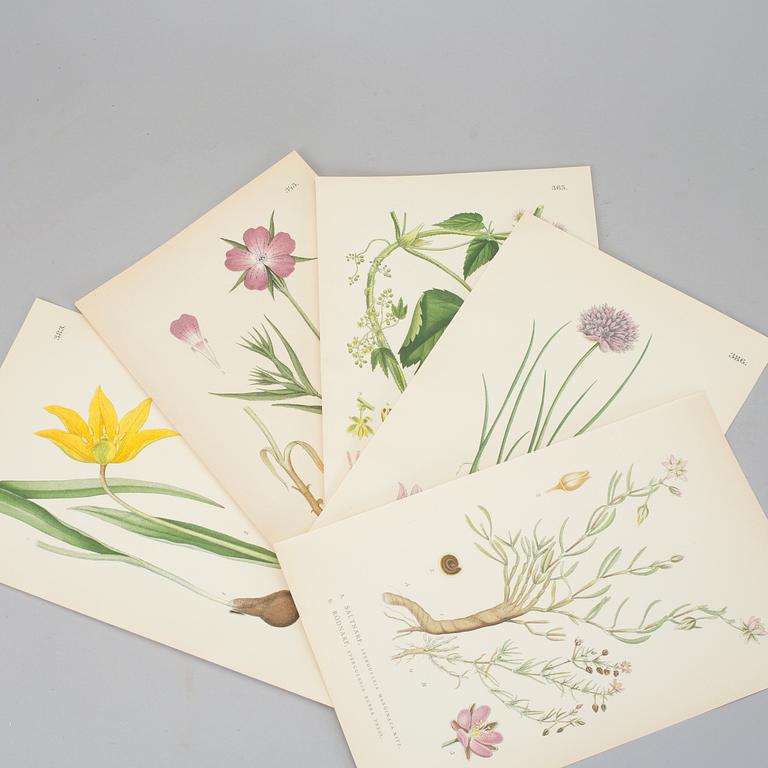 LITHOGRAPHIC PRINTS, approximately 100 psc, "Nordens flora", C.A.M Lindman, first half of the 20th century.