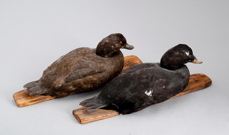 VETTAR, 2 st, 1900-talets andra hälft.