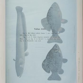F.A.SMITT, 2 vol, Skandinaviens fiskar målade af W. von Wright, Taflor, Stockholm 1892-95.