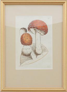 KOPPARSTICK, 12 st, J.W. Palmstruch, ur "Svensk Botanik", 1802-1840.