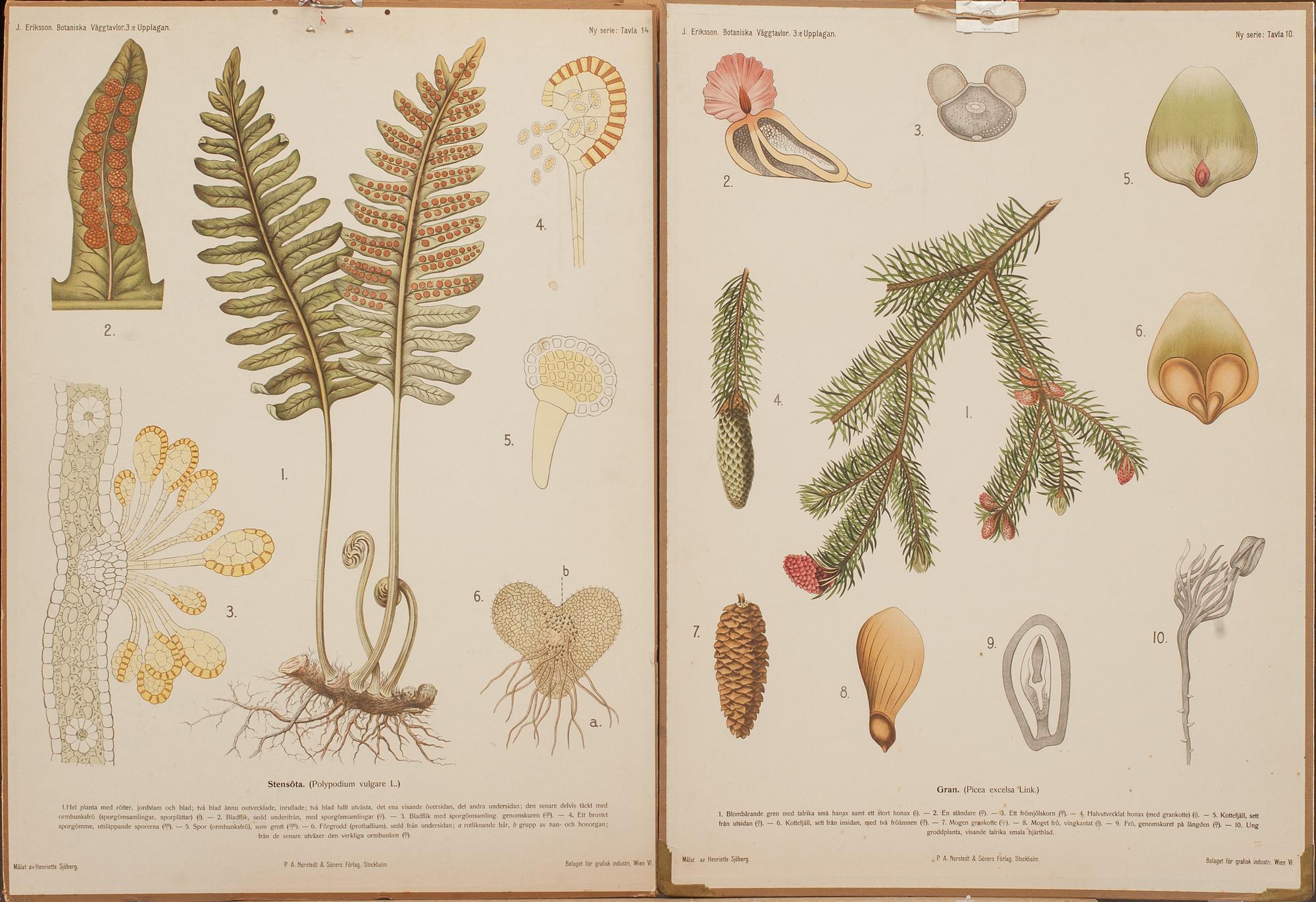 SKOLPLANSCHER, 3 st, 1900-talets andra hälft.