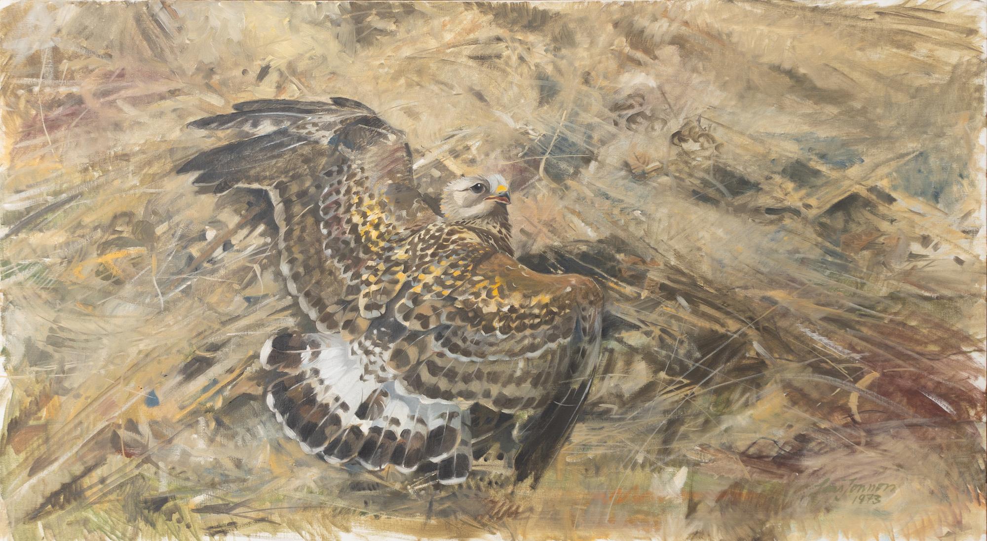 Lars Jonsson, Common buzzard.
