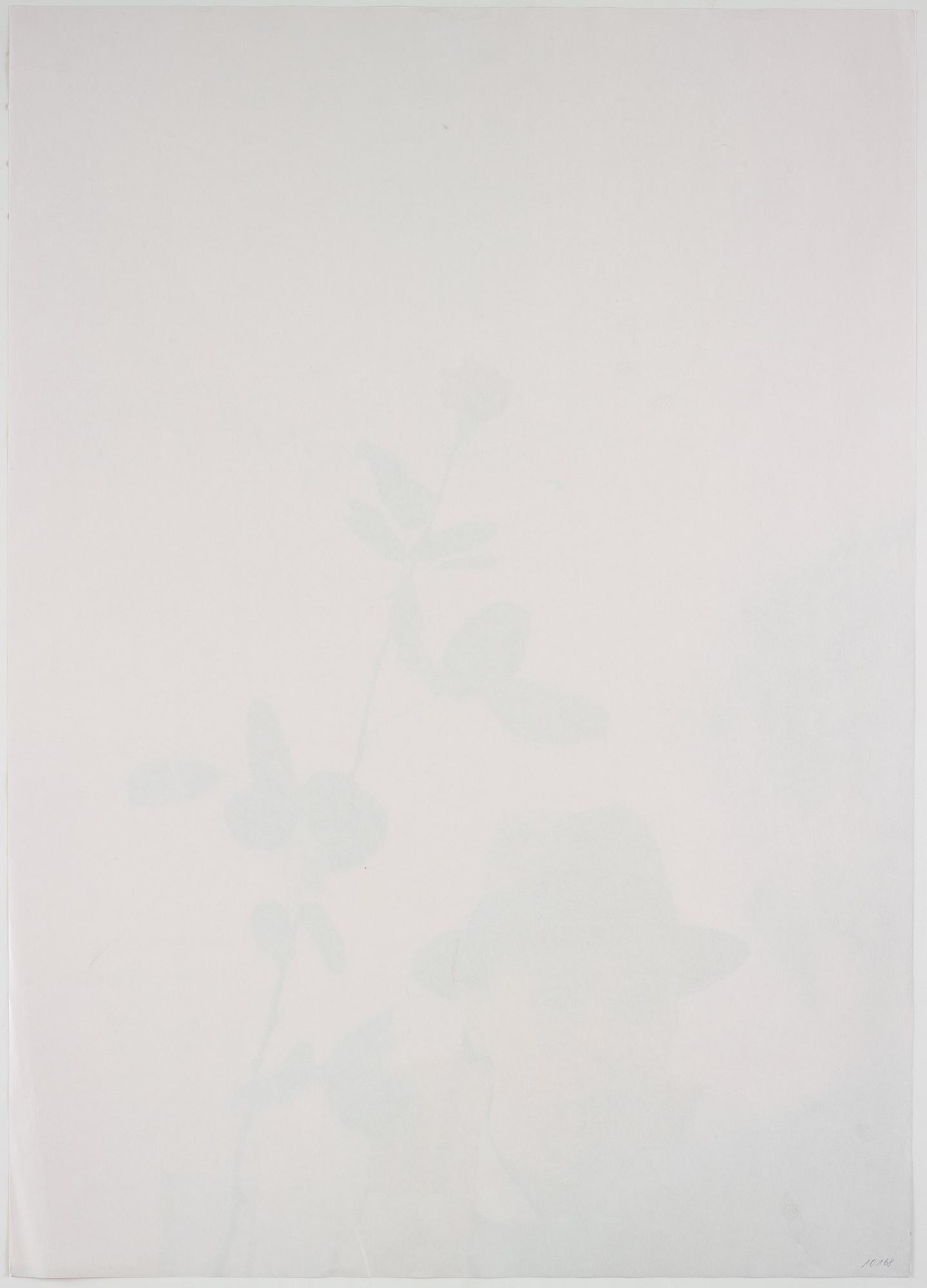 Joseph Beuys, "Ohne die Rose tun wir's nicht".