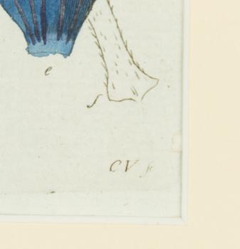 Twelve hand-coloured engravings, J.W. Palmstruch, from 'Svensk Botanik', 1802-1840.