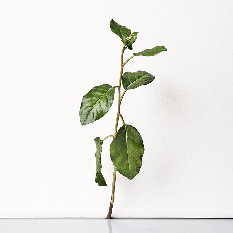 Tony Matelli, "Weed #424".