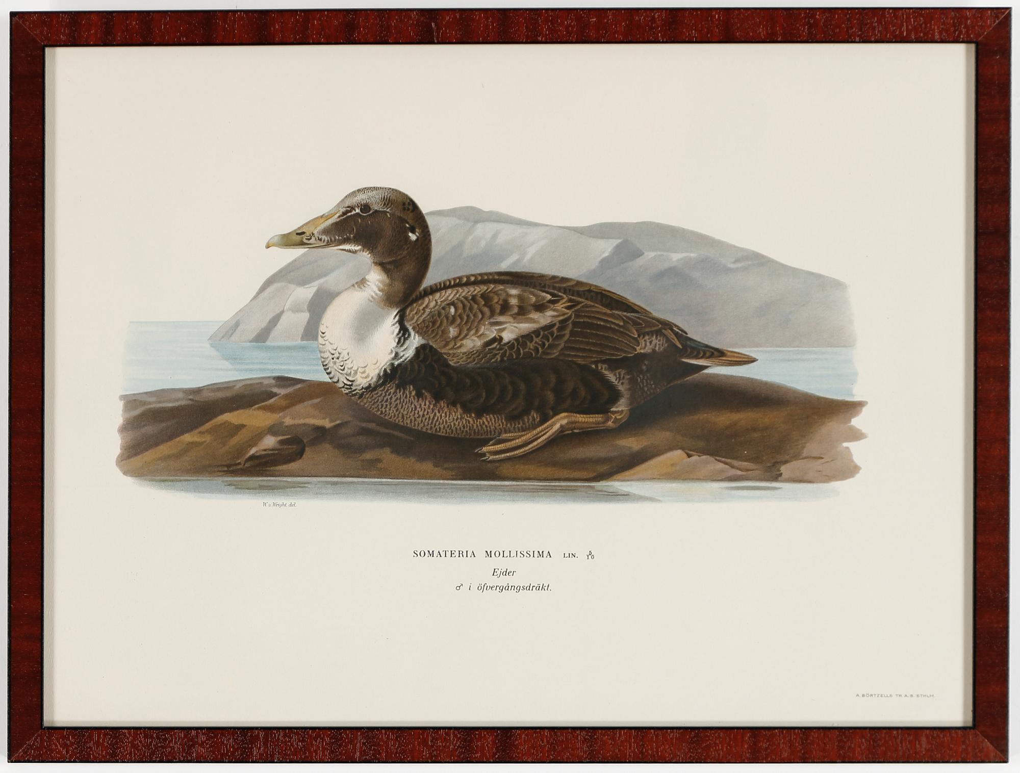 LITOGRAFIER, 15 stycken, ur "Svenska fåglar", Magnus och Wilhelm von Wright, A Börtzells, 1900-talets första hälft.