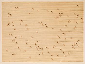 44. Ed Ruscha, "Cockroaches", ur: "Insects".